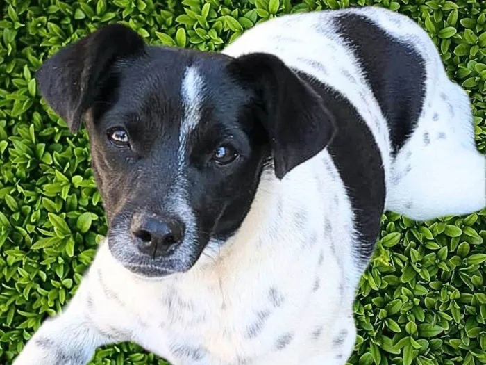 Cachorro ra a SRD-ViraLata idade 7 a 11 meses nome Sininho