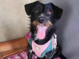 Cachorro raça SRD-ViraLata idade 7 a 11 meses nome Belinha