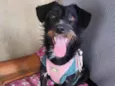 Belinha