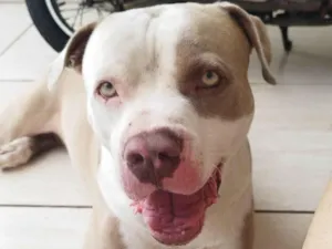 Cachorro raça Pit-Bull idade 3 anos nome Eros 