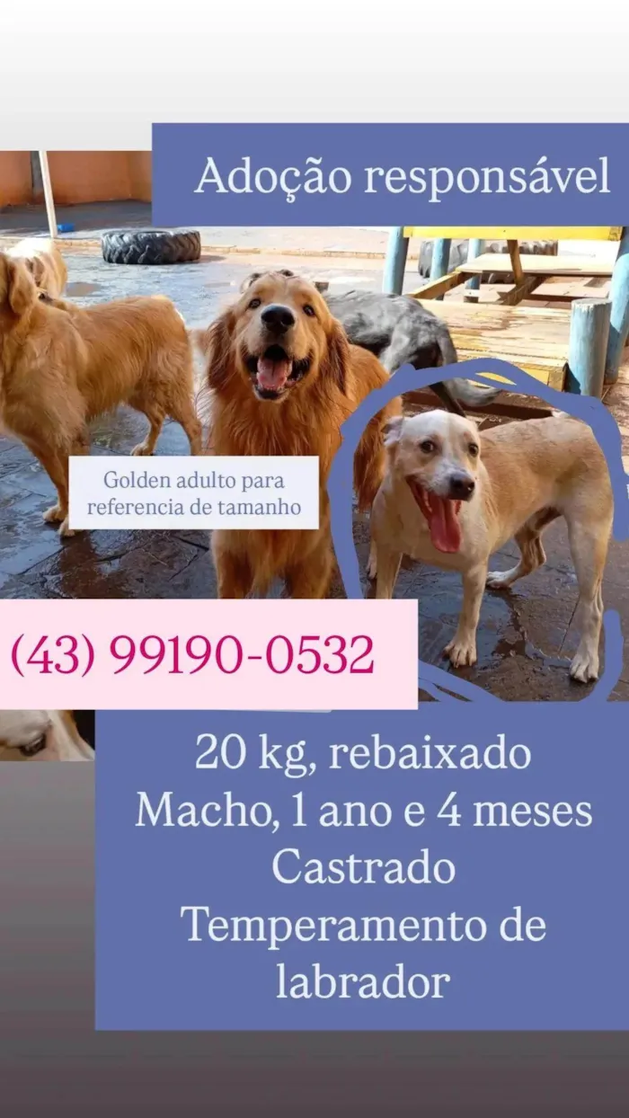 Cachorro ra a SRD-ViraLata idade 1 ano nome Costela