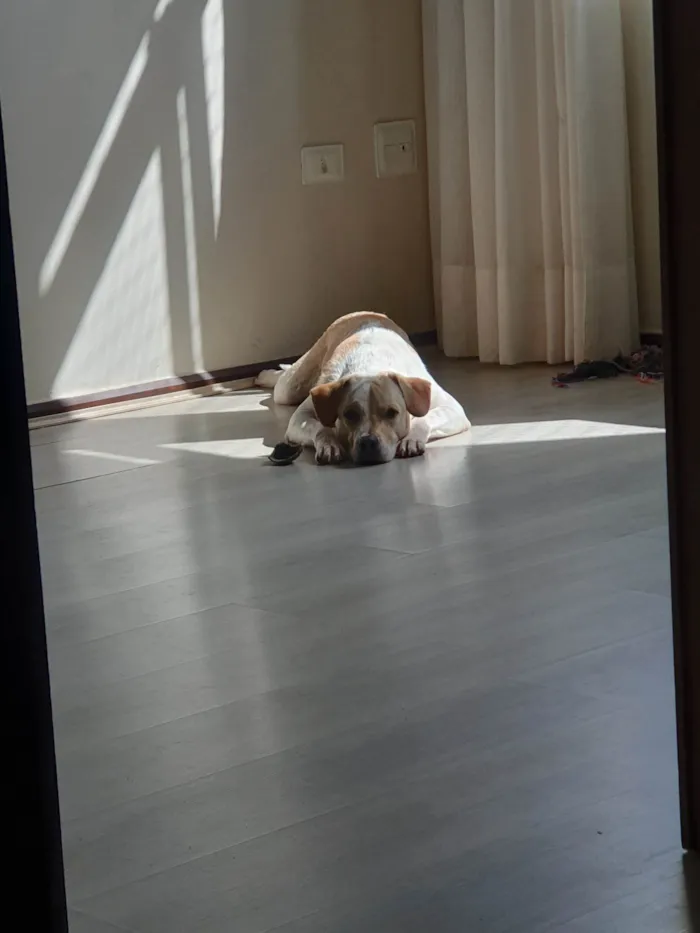 Cachorro ra a SRD-ViraLata idade 1 ano nome Costela