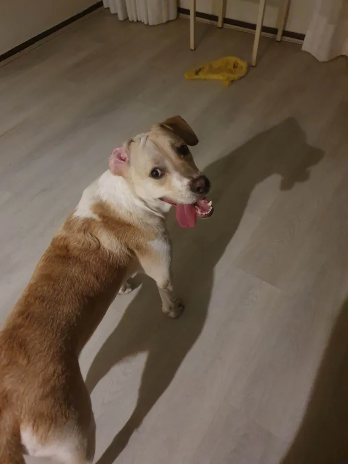 Cachorro ra a SRD-ViraLata idade 1 ano nome Costela