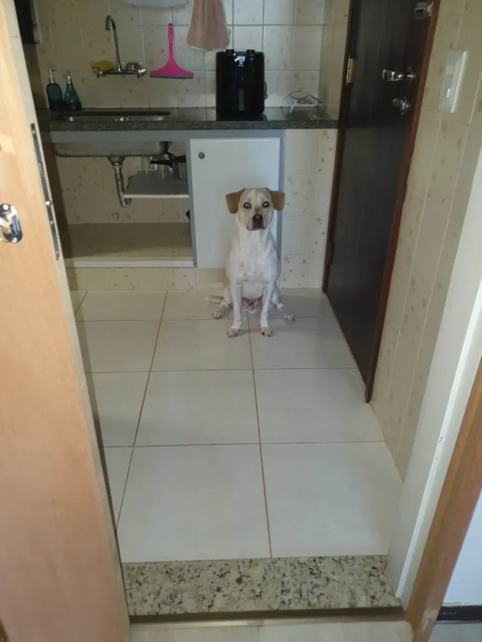 Cachorro ra a SRD-ViraLata idade 1 ano nome Costela