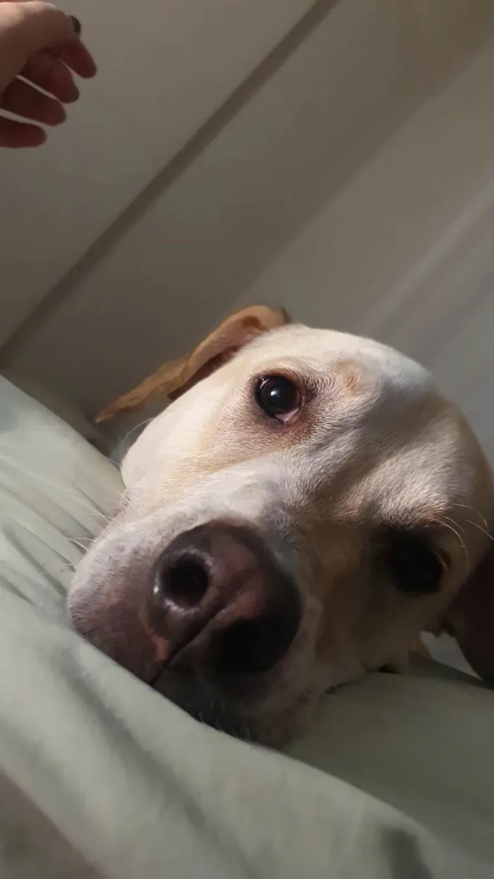 Cachorro ra a SRD-ViraLata idade 1 ano nome Costela