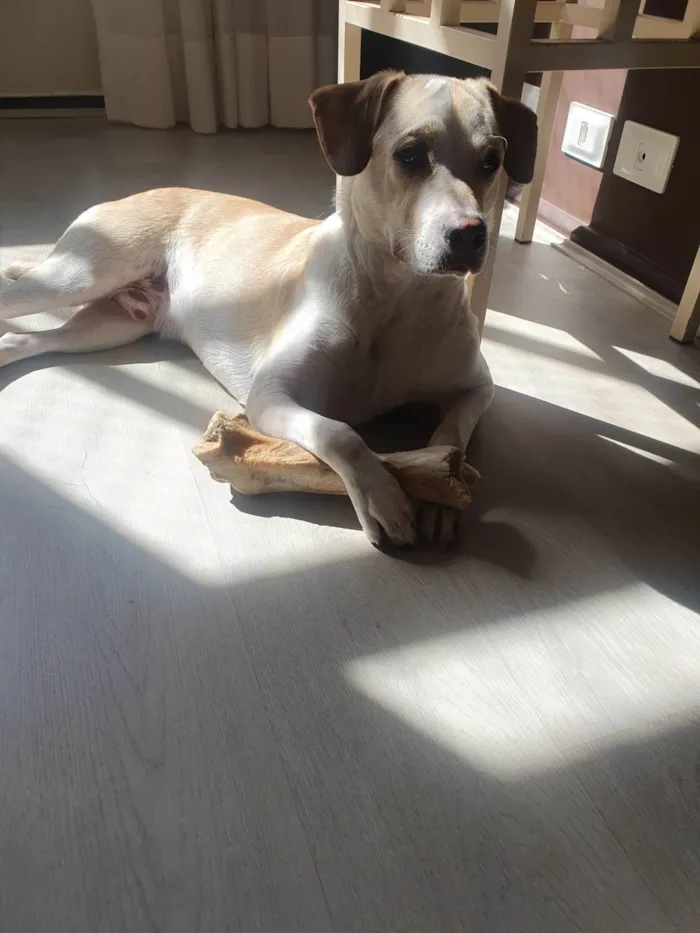 Cachorro ra a SRD-ViraLata idade 1 ano nome Costela