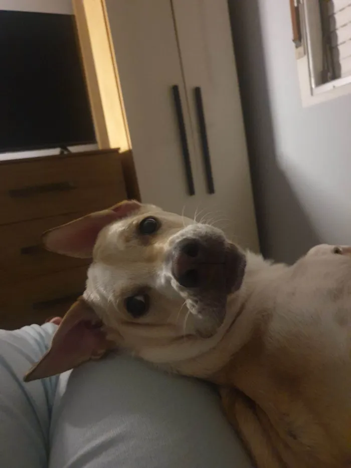 Cachorro ra a SRD-ViraLata idade 1 ano nome Costela