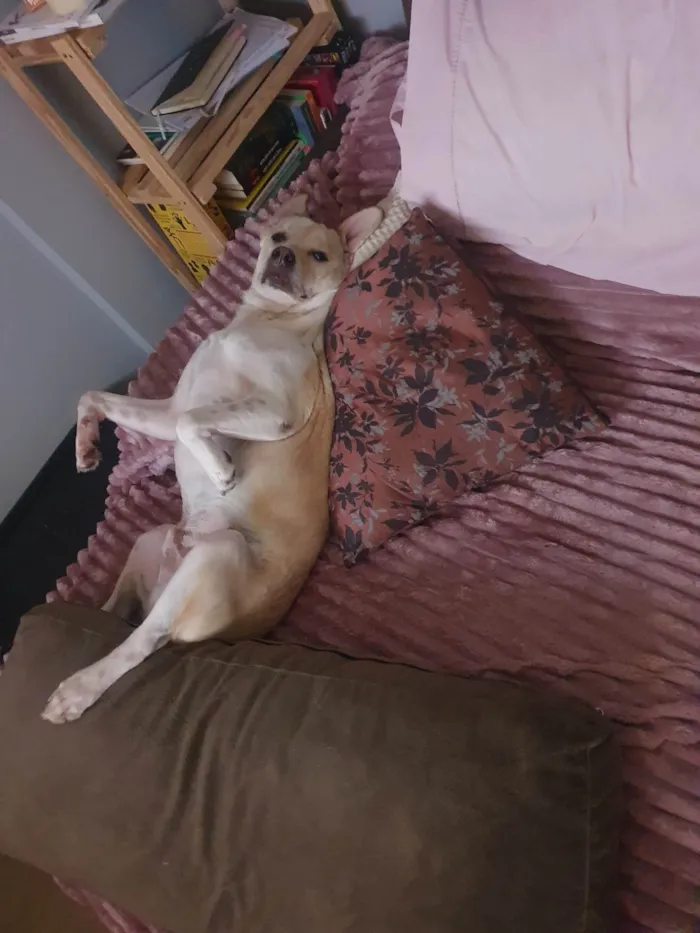 Cachorro ra a SRD-ViraLata idade 1 ano nome Costela