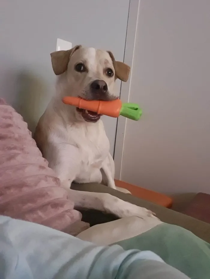 Cachorro ra a SRD-ViraLata idade 1 ano nome Costela