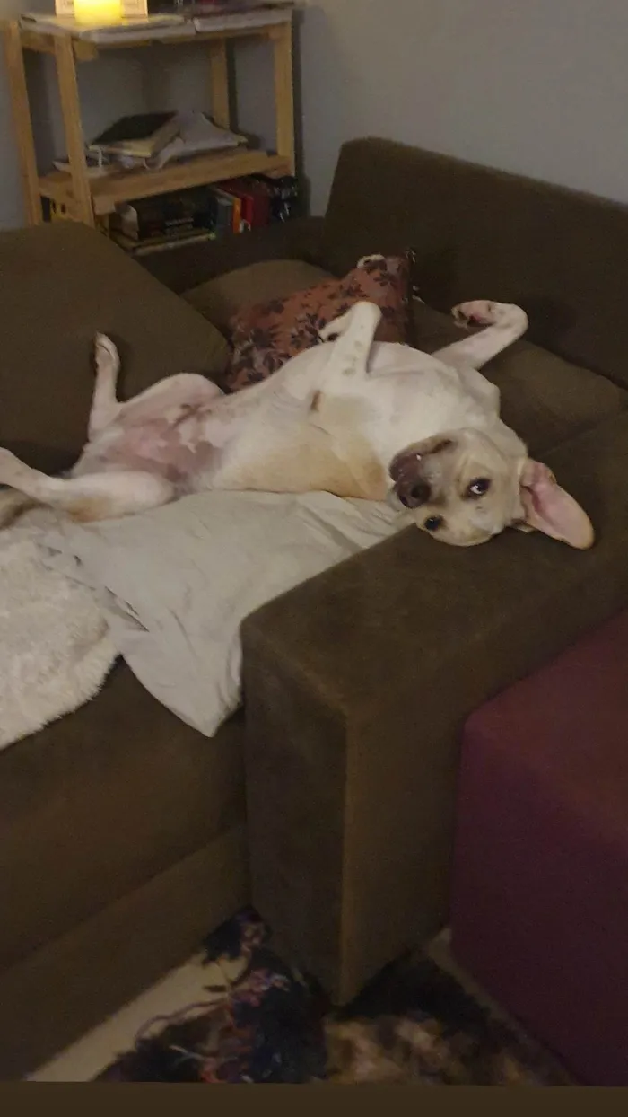 Cachorro ra a SRD-ViraLata idade 1 ano nome Costela