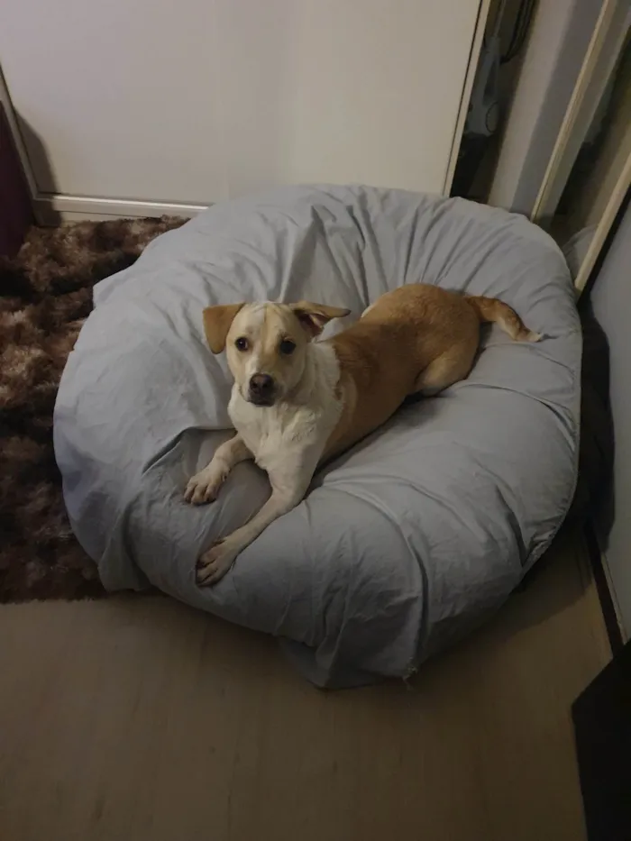 Cachorro ra a SRD-ViraLata idade 1 ano nome Costela