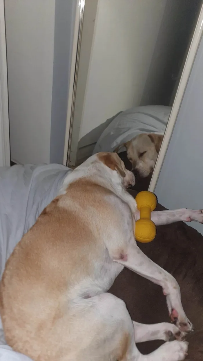 Cachorro ra a SRD-ViraLata idade 1 ano nome Costela