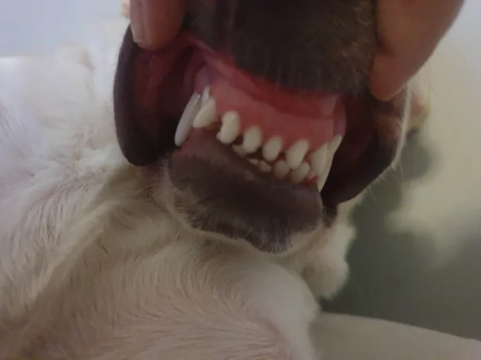Cachorro ra a SRD-ViraLata idade 1 ano nome Costela