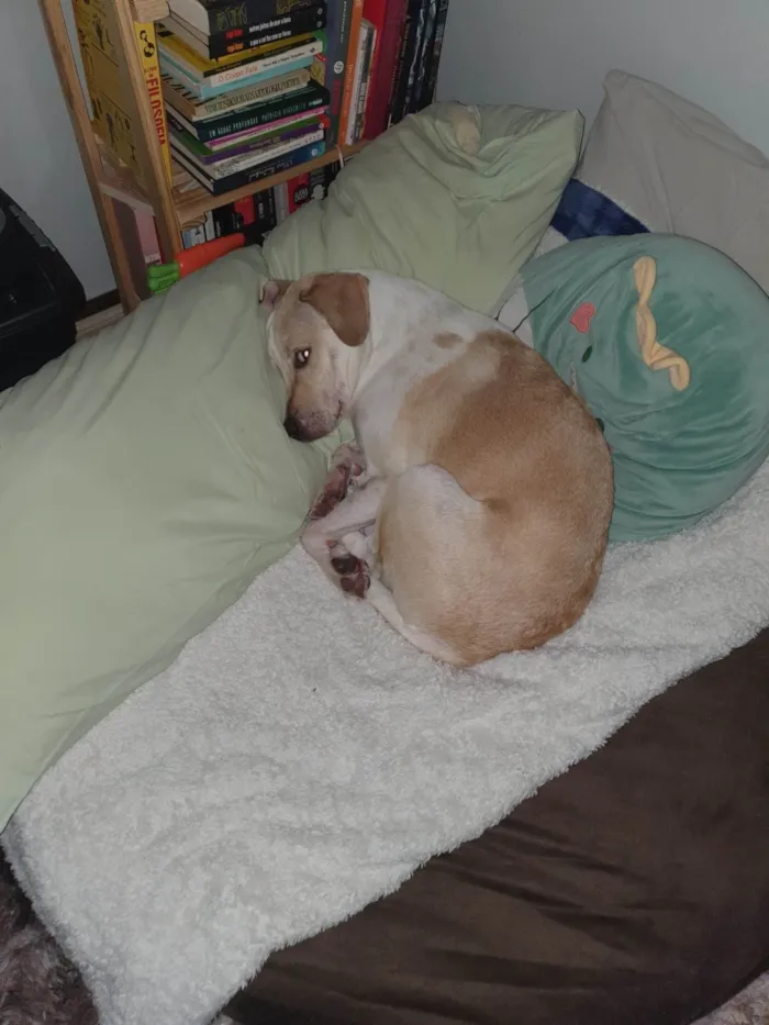 Cachorro ra a SRD-ViraLata idade 1 ano nome Costela