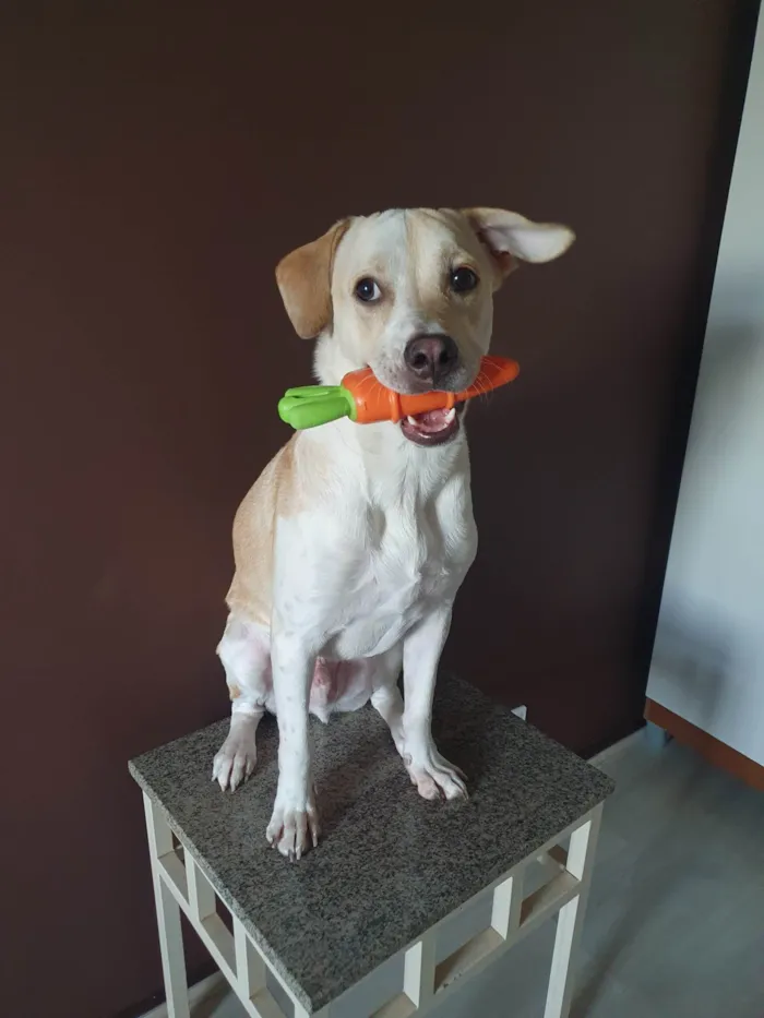 Cachorro ra a SRD-ViraLata idade 1 ano nome Costela
