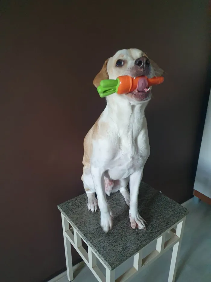 Cachorro ra a SRD-ViraLata idade 1 ano nome Costela