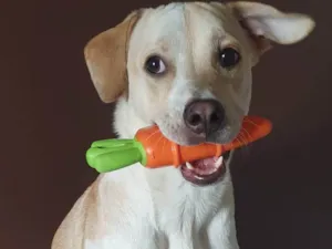 Cachorro raça SRD-ViraLata idade 1 ano nome Costela
