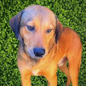 Cachorro raça SRD-ViraLata idade 1 ano nome Gregory 