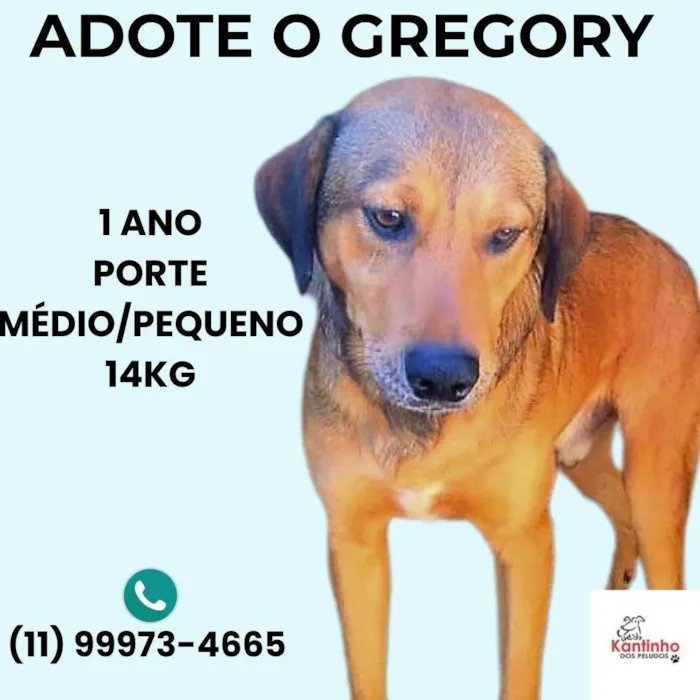 Cachorro ra a SRD-ViraLata idade 1 ano nome Gregory 