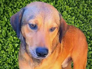 Cachorro raça SRD-ViraLata idade 1 ano nome Gregory 