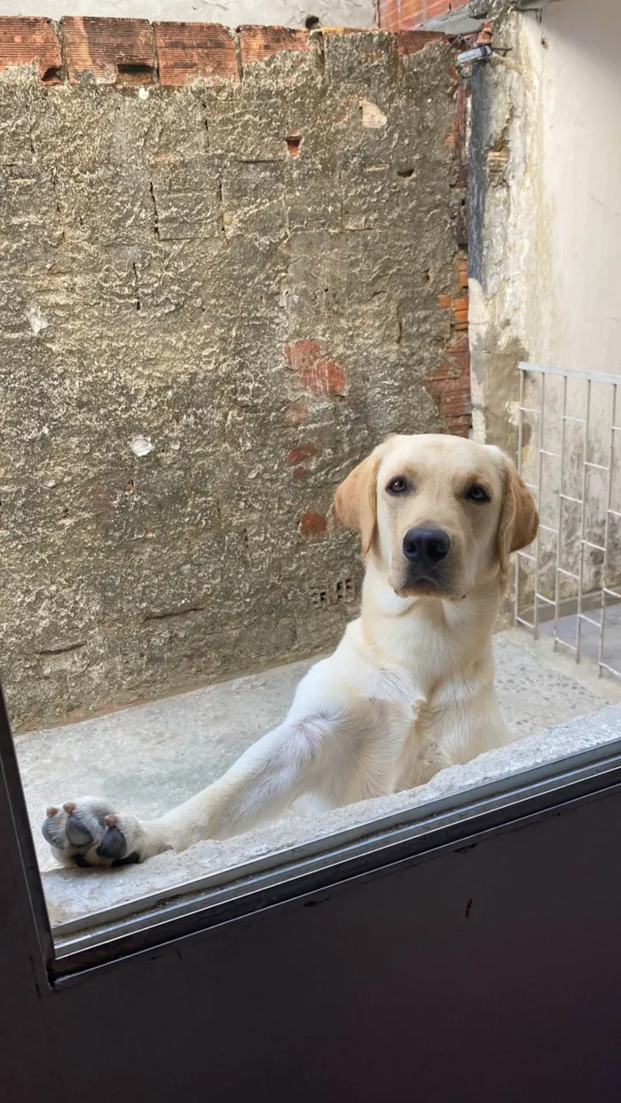 Cachorro ra a Labrador idade 1 ano nome Marley