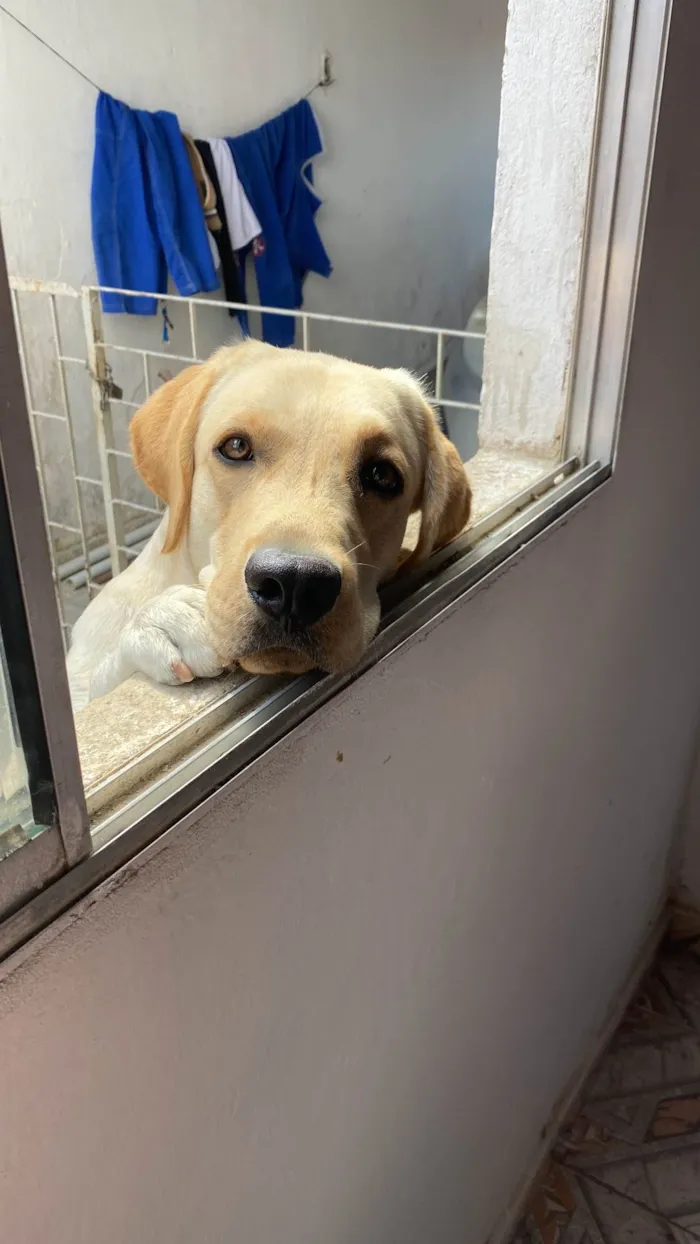 Cachorro ra a Labrador idade 1 ano nome Marley