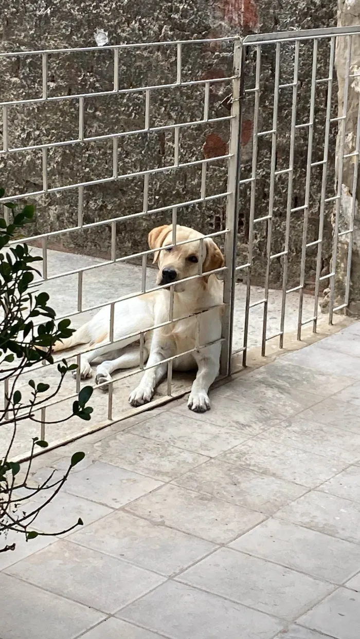 Cachorro ra a Labrador idade 1 ano nome Marley