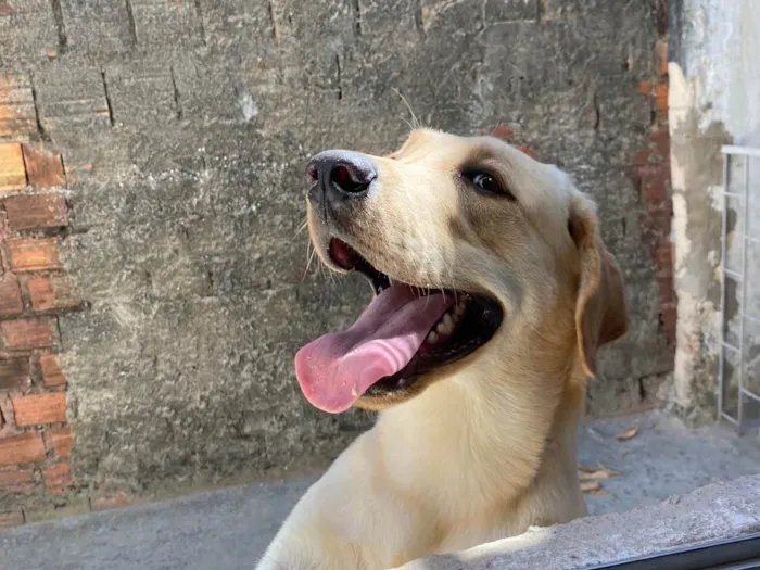 Cachorro ra a Labrador idade 1 ano nome Marley