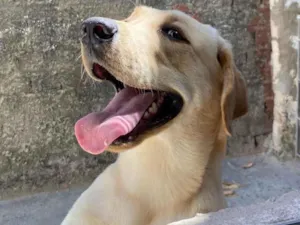 Cachorro raça Labrador idade 1 ano nome Marley