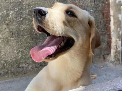 Cachorro raça Labrador idade 1 ano nome Marley