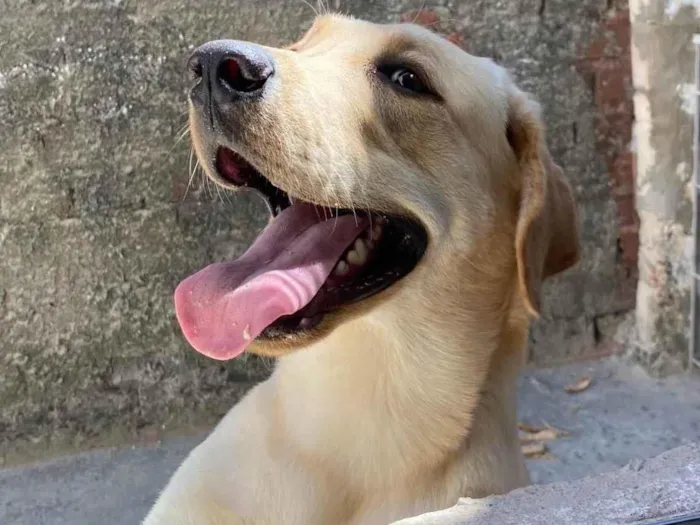 Cachorro ra a Labrador idade 1 ano nome Marley