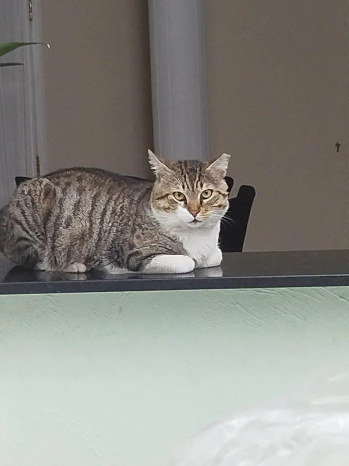 Gato ra a SRD-ViraLata idade 3 anos nome Bochecha