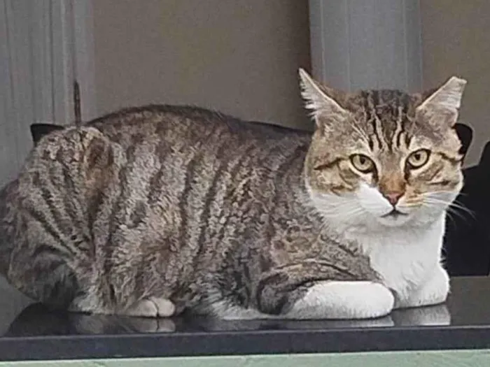Gato ra a SRD-ViraLata idade 3 anos nome Bochecha