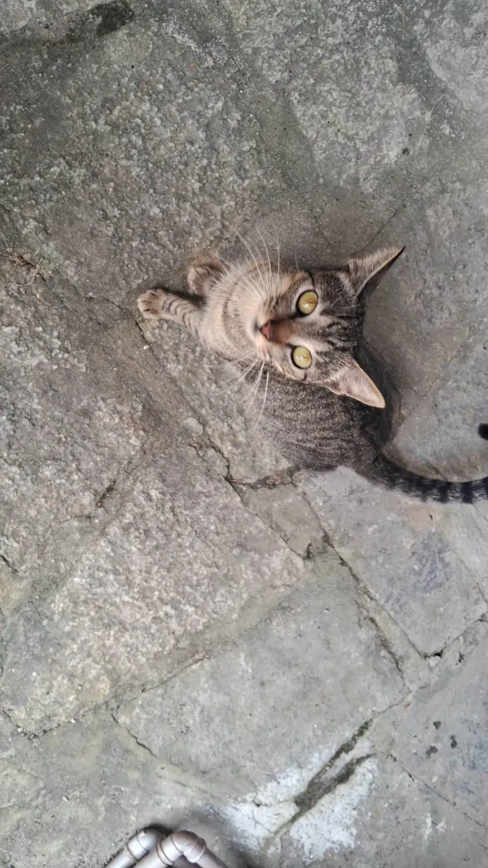 Gato ra a SRD-ViraLata idade 2 a 6 meses nome ana catarina,João e maria