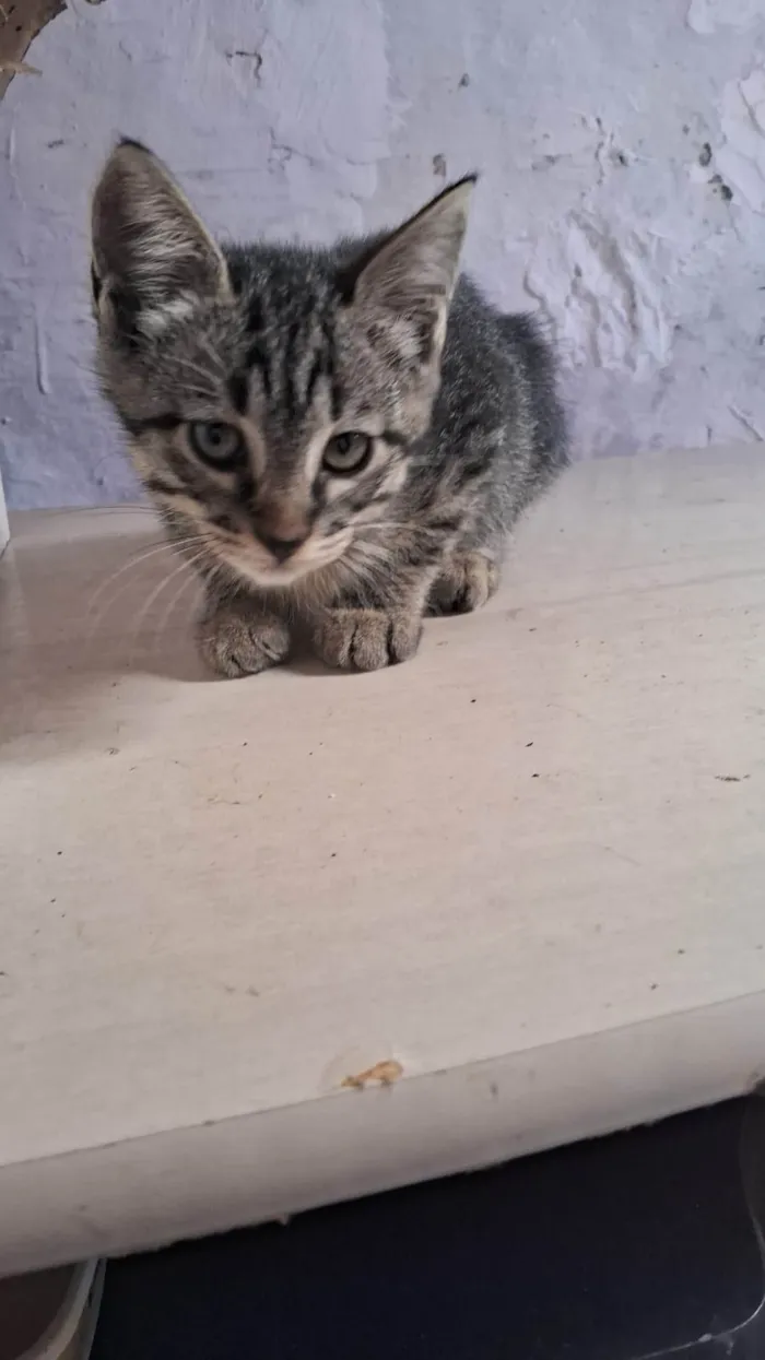 Gato ra a SRD-ViraLata idade 2 a 6 meses nome ana catarina,João e maria