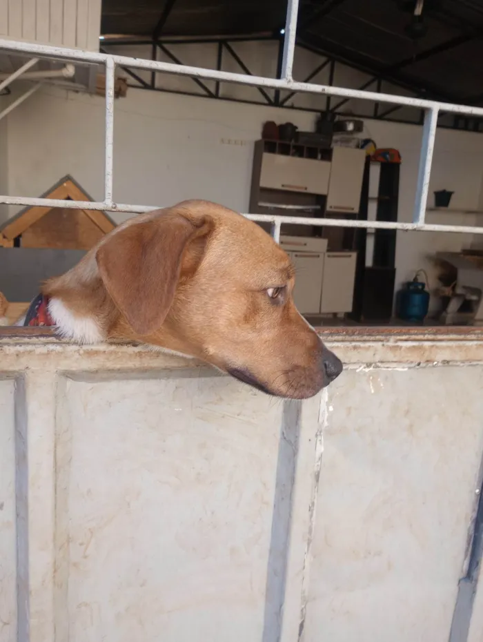 Cachorro ra a SRD-ViraLata idade 1 ano nome Monk