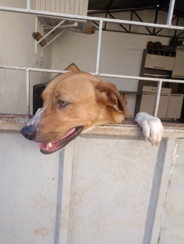 Cachorro ra a SRD-ViraLata idade 1 ano nome Monk