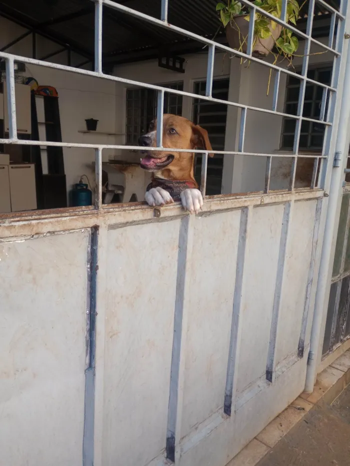 Cachorro ra a SRD-ViraLata idade 1 ano nome Monk