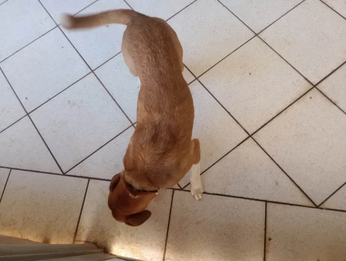 Cachorro ra a SRD-ViraLata idade 1 ano nome Monk