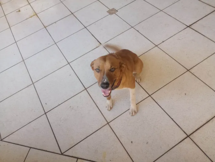 Cachorro ra a SRD-ViraLata idade 1 ano nome Monk