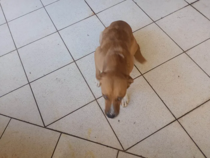 Cachorro ra a SRD-ViraLata idade 1 ano nome Monk
