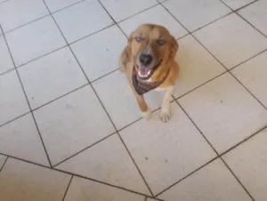 Cachorro raça SRD-ViraLata idade 1 ano nome Monk