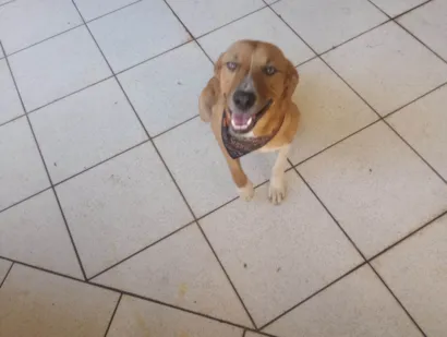 Cachorro raça SRD-ViraLata idade 1 ano nome Monk