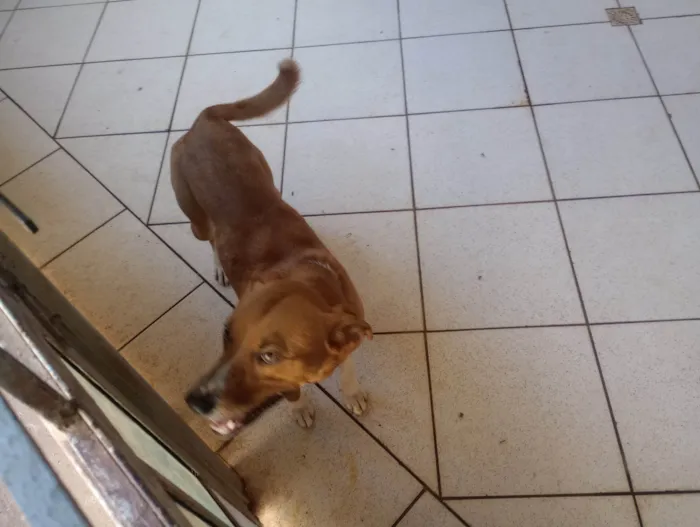 Cachorro ra a SRD-ViraLata idade 1 ano nome Monk