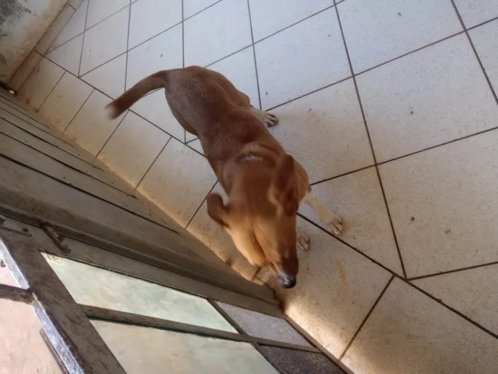 Cachorro ra a SRD-ViraLata idade 1 ano nome Monk