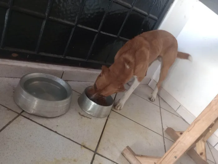 Cachorro ra a SRD-ViraLata idade 1 ano nome Monk