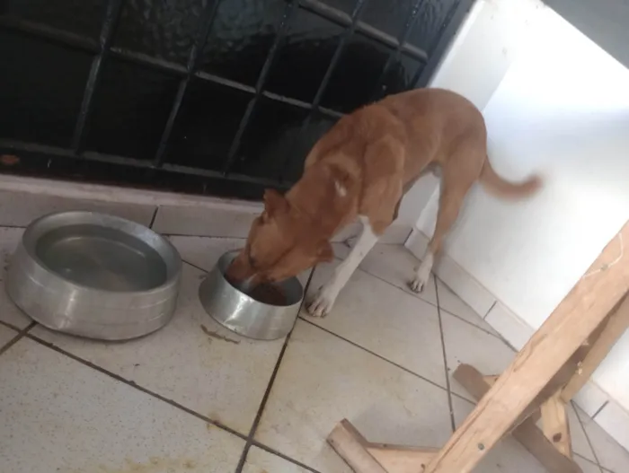 Cachorro ra a SRD-ViraLata idade 1 ano nome Monk