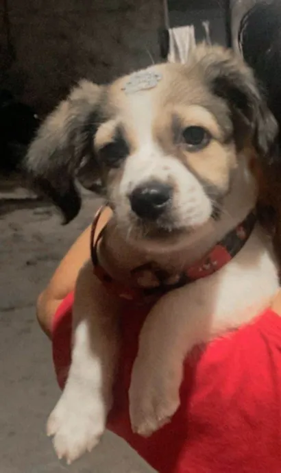 Cachorro raça Poodle idade 2 a 6 meses nome Miucha 
