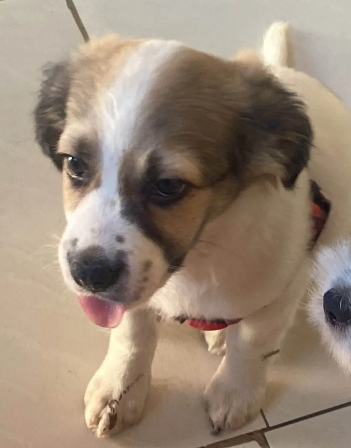 Cachorro ra a Poodle idade 2 a 6 meses nome Miucha 