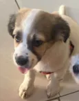 Miucha